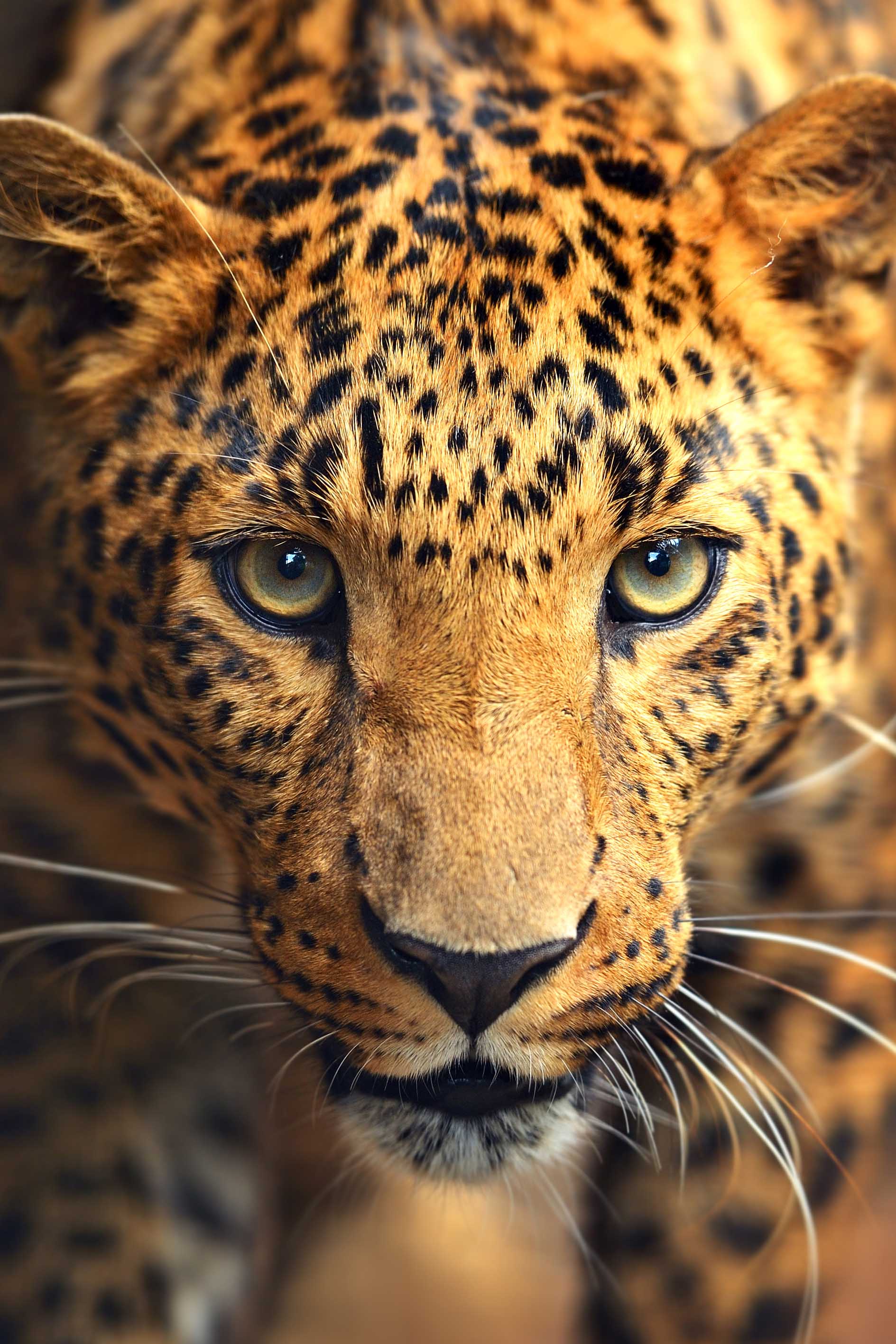 Leopard