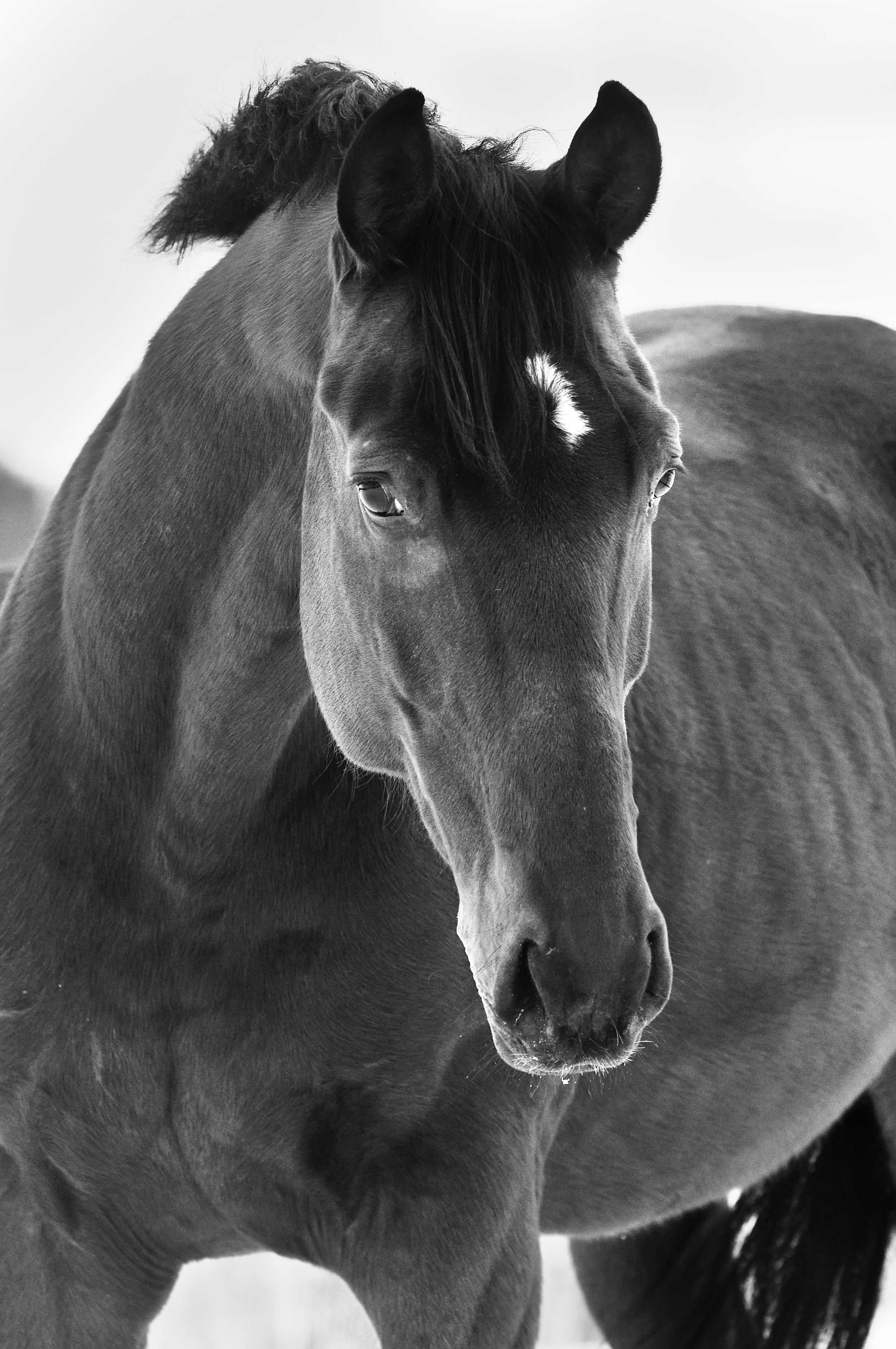 Horse portrait