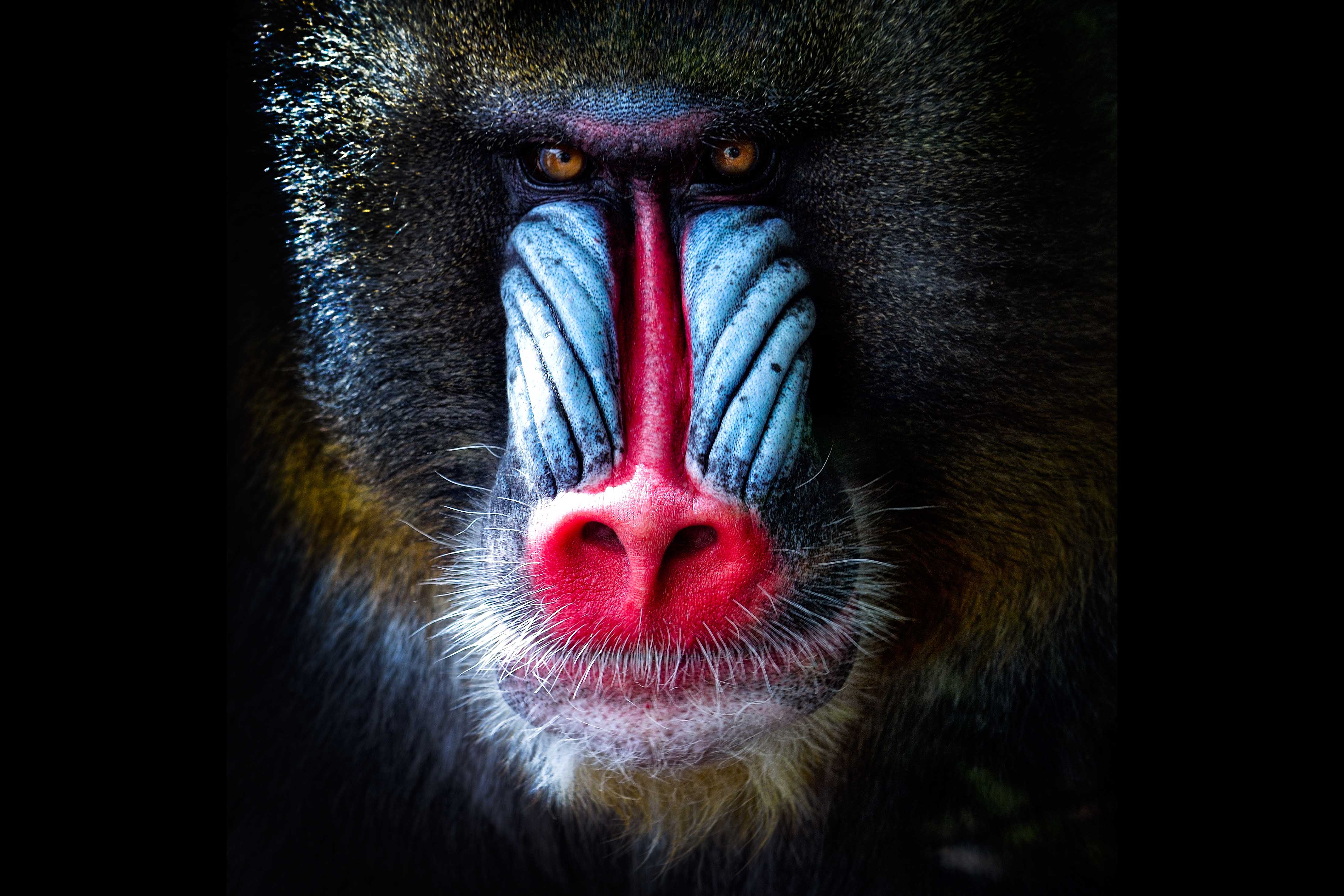 Baboon monkey