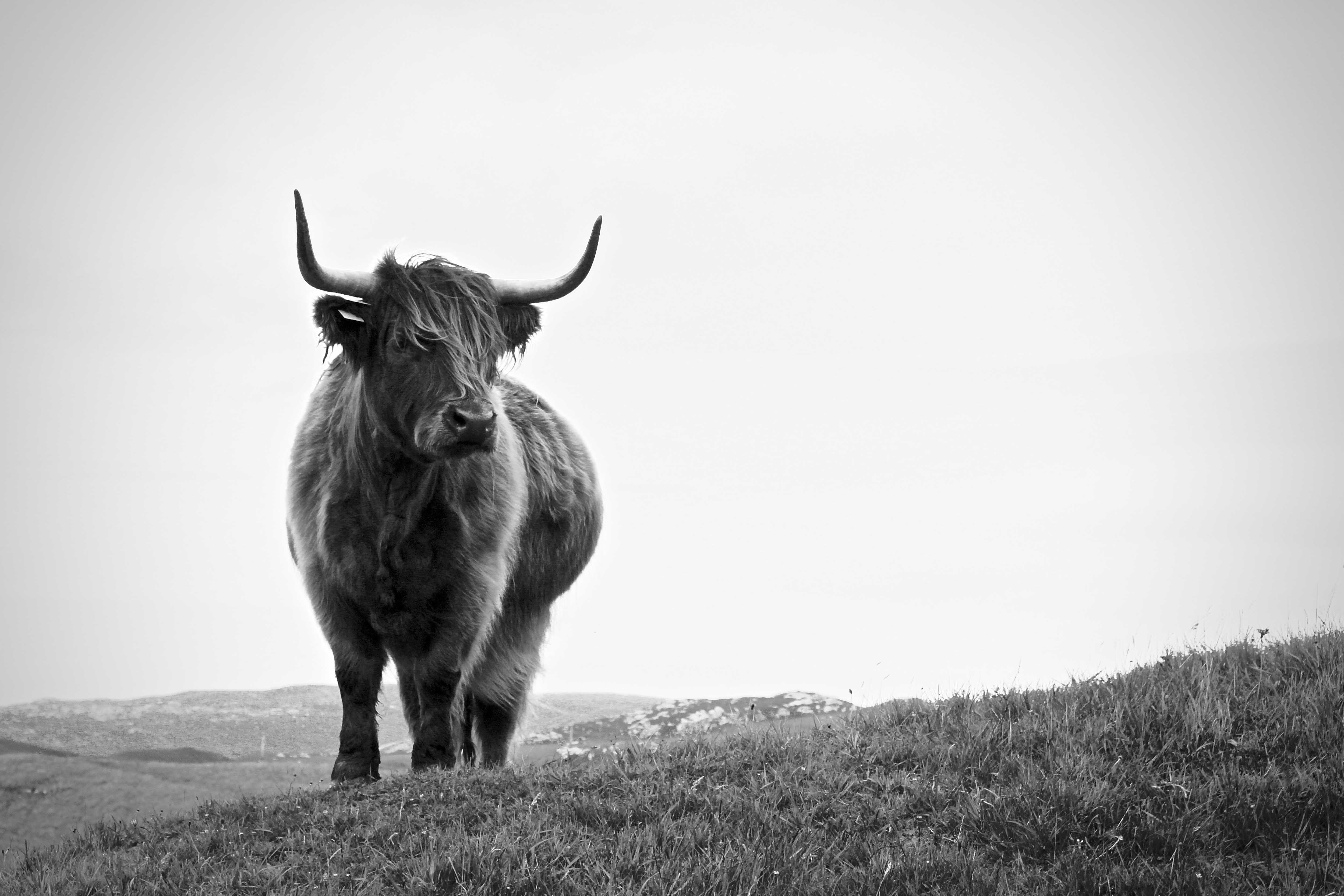 Scottish highlander