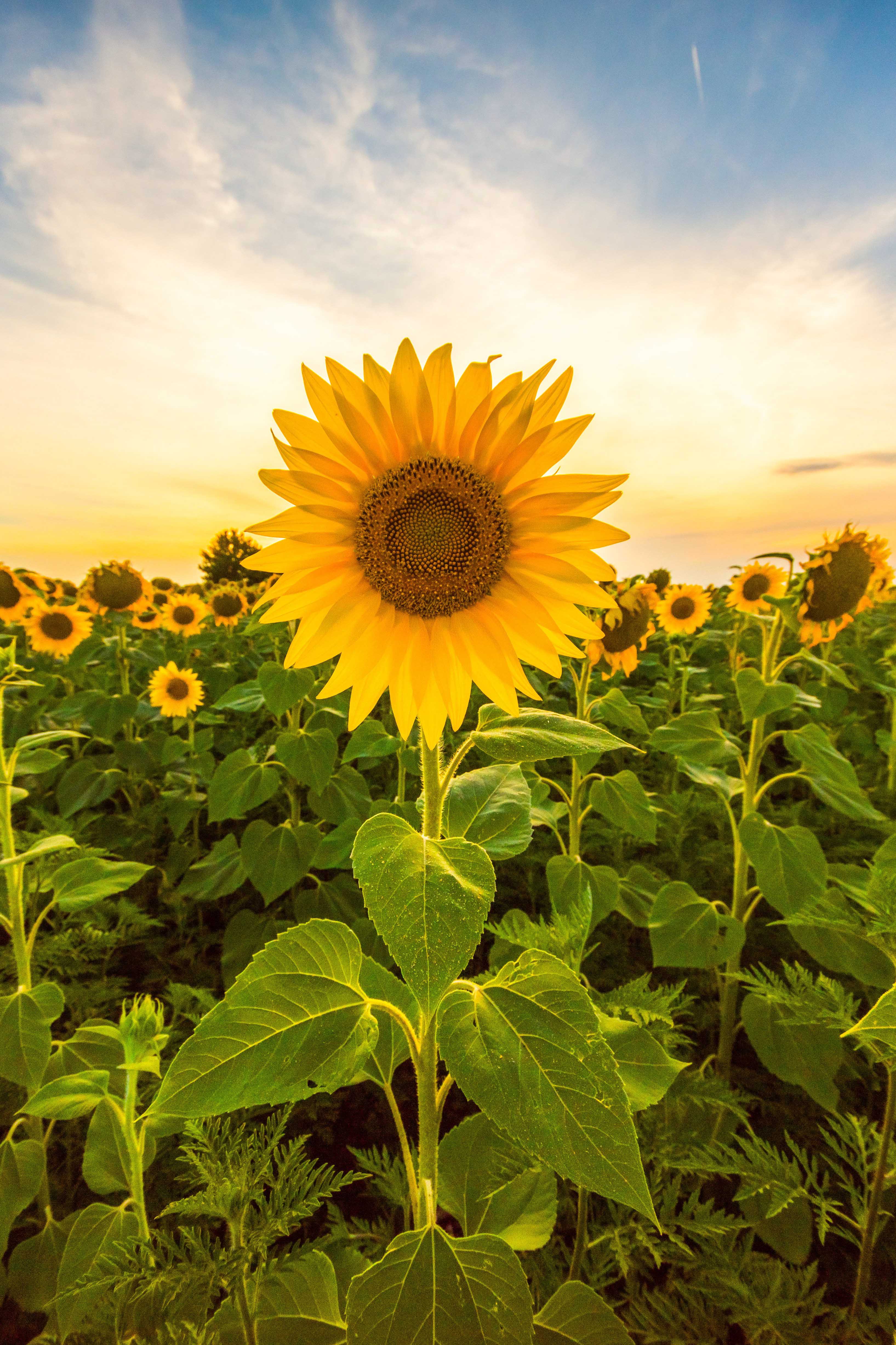 Flower of the sun